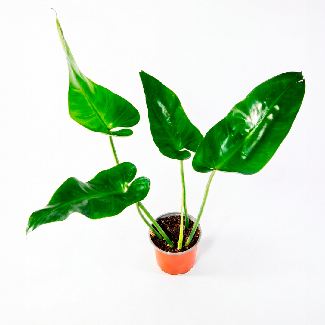 Philodendron longifolio (Philodendron longifolium)