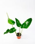 Philodendron longifolio (Philodendron longifolium) planta tropical interior follaje alargado – Jardín El Ingenio