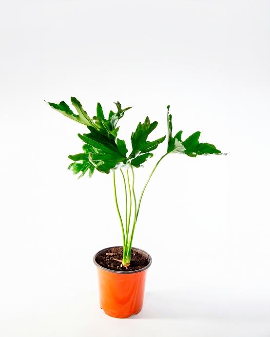 philodendron paraguayo Filodendro paraguayo (Philodendron bipinnatifidum) – Jardín El Ingenio
