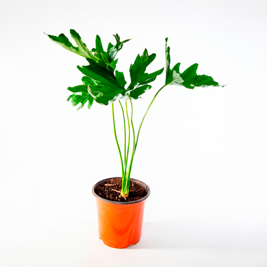 Filodendro paraguayo (Philodendron bipinnatifidum)