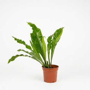 Helecho asplenium (Asplenium nidus)
