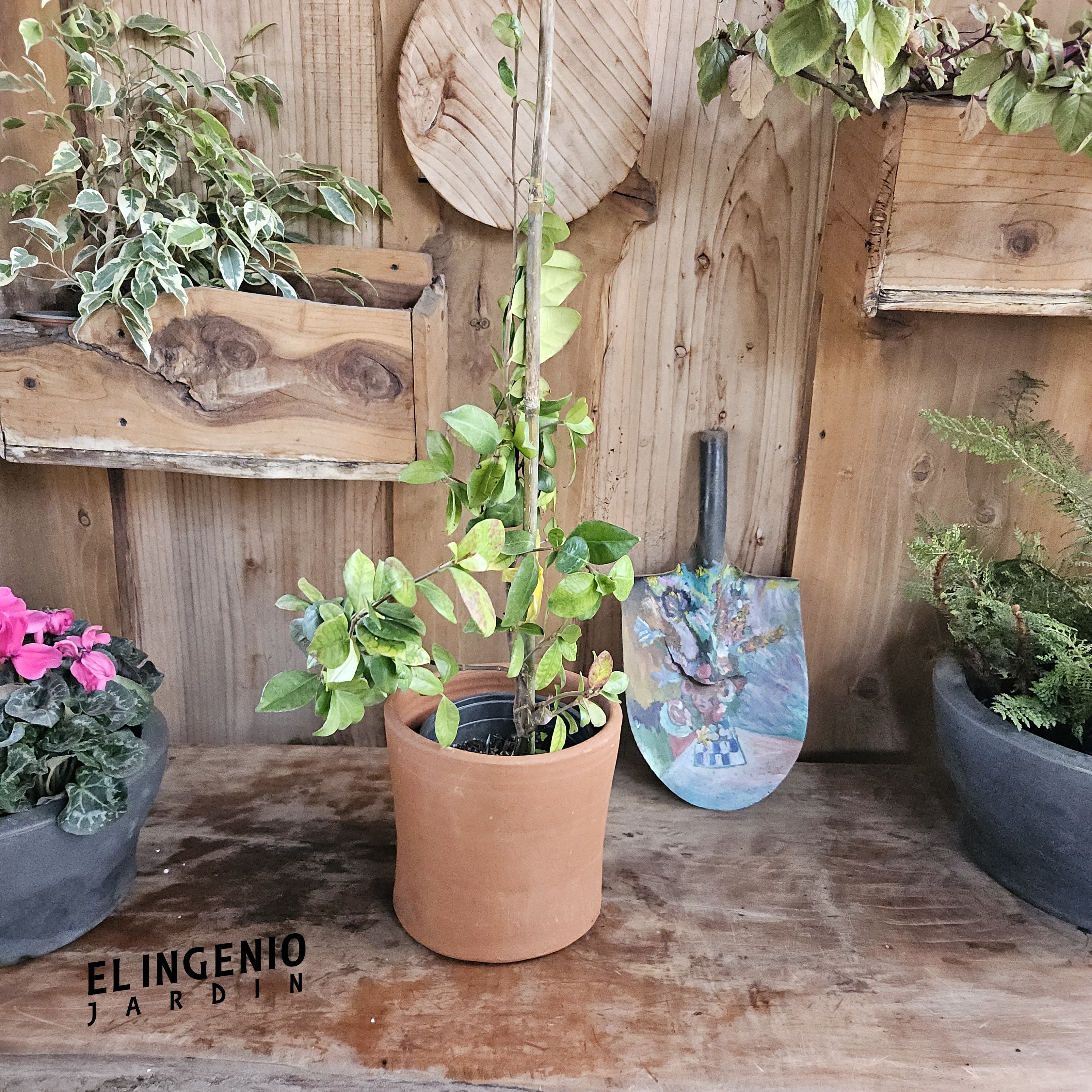 Jazmín de hélice (Trachelospermum jasminoides)