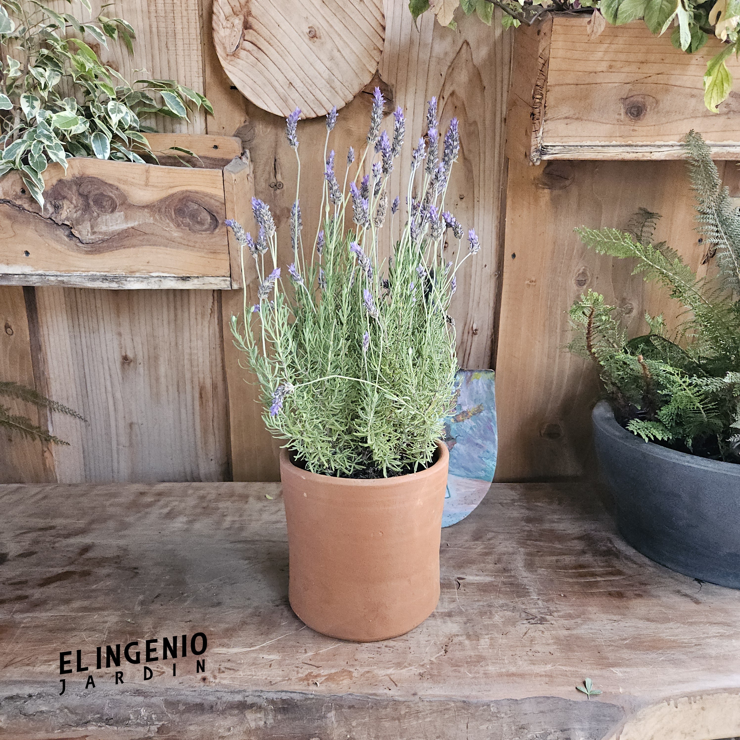 Lavanda francesa (Lavandula dentata)