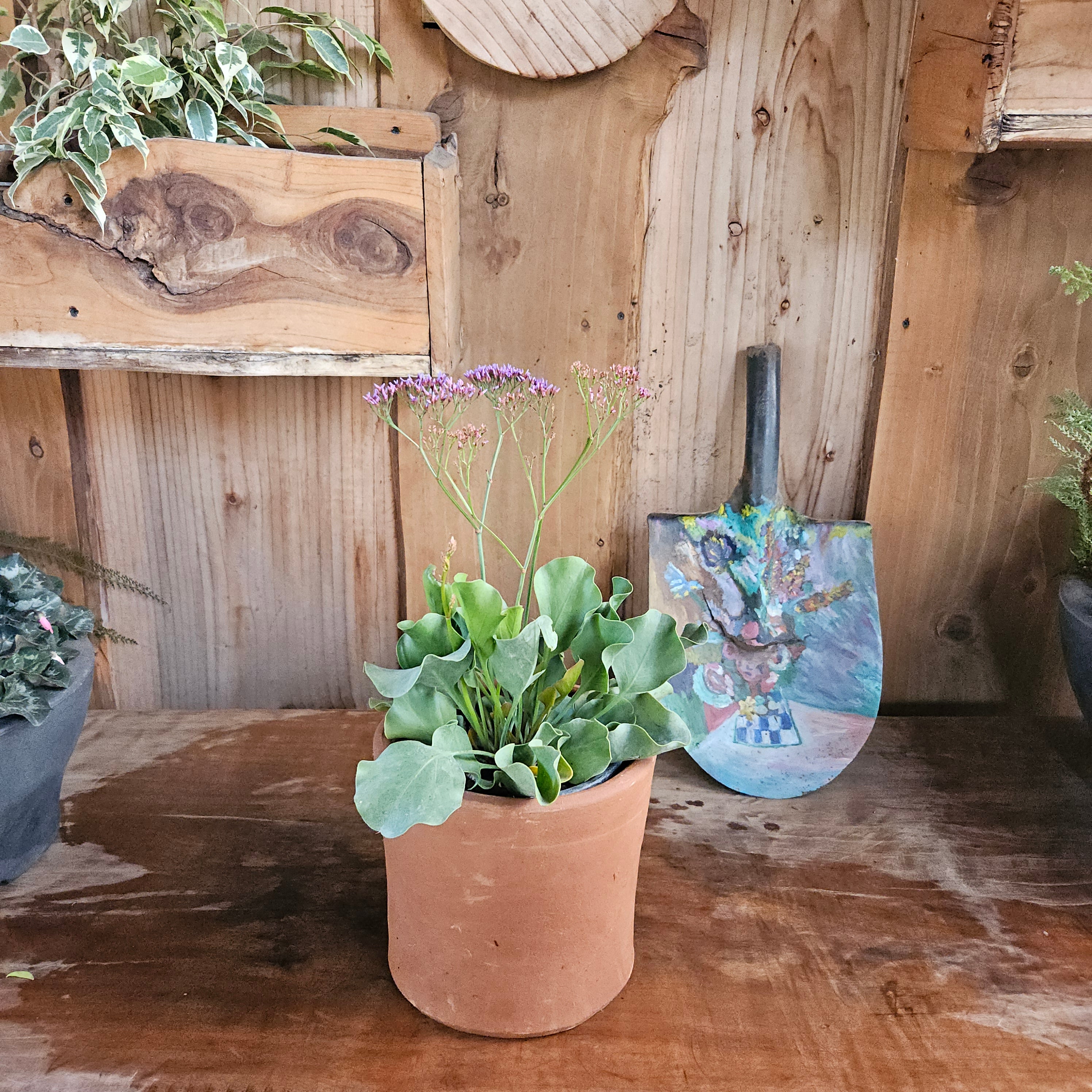 Limonium (Limonium sinuatum)