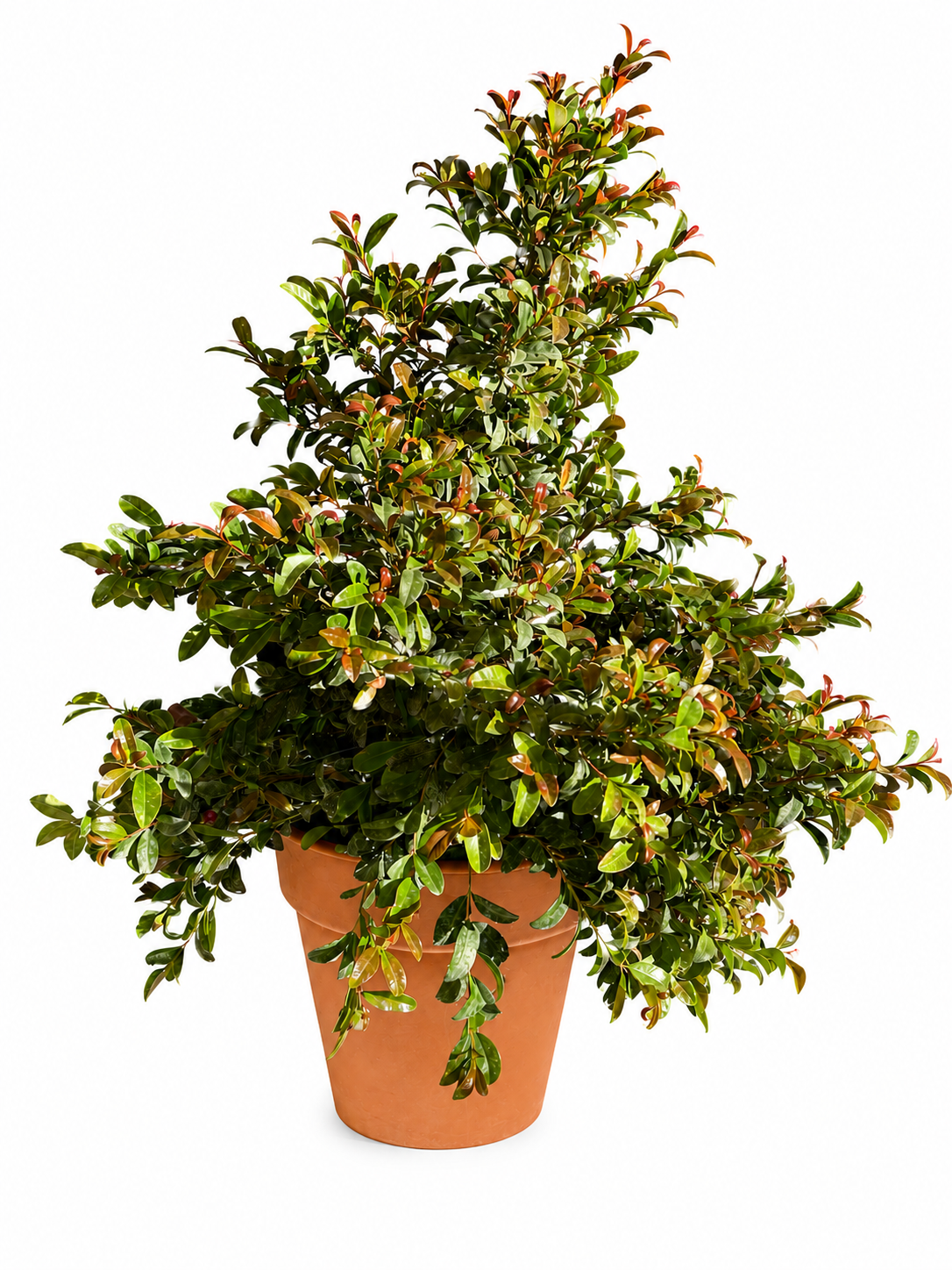 Myrceugenia Syzygium arbusto para cercos exterior — Jardín El Ingenio