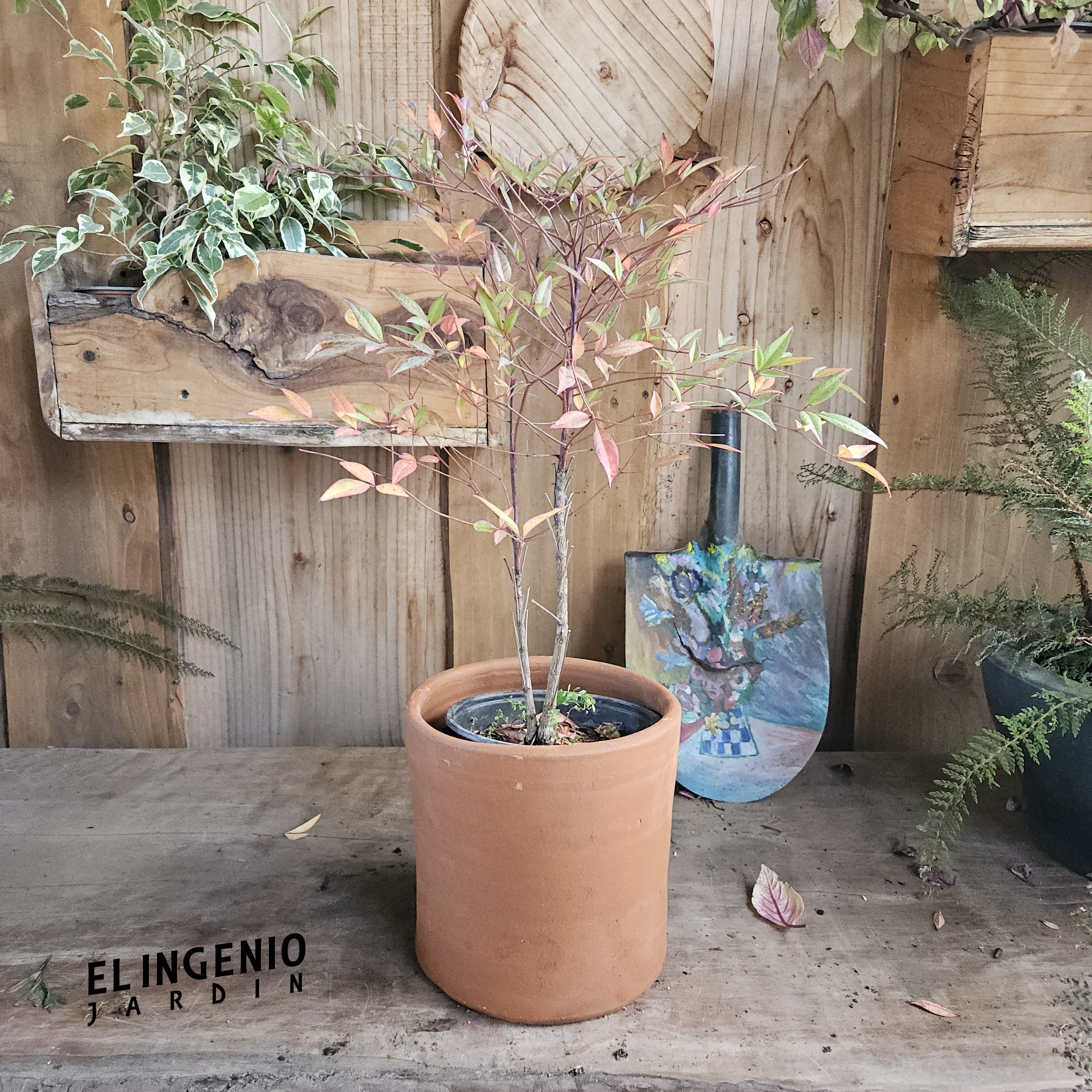 Nandina doméstica (Nandina domestica thunb)