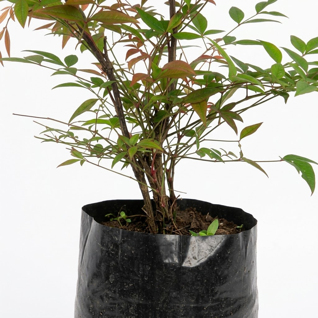Nandina doméstica — detalle del follaje