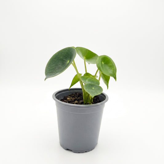 XS (12 cm aprox.) — foto 1