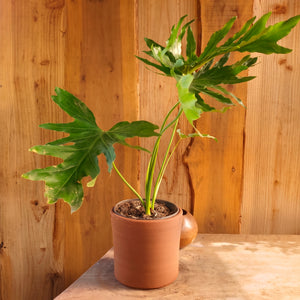 Filodendro paraguayo (Philodendron bipinnatifidum)
