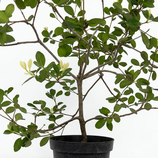 Talla única (80 cm aprox.) — foto 2