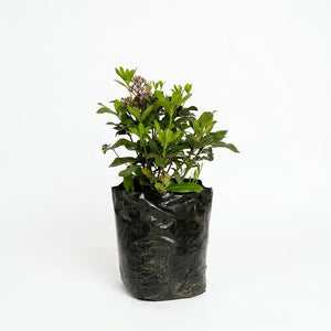Skimmia (Skimmia japonica)