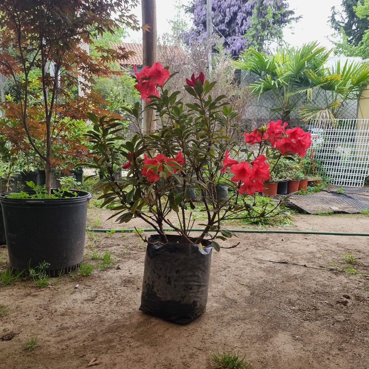 Rojo — foto 1