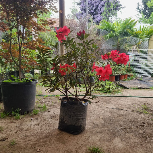Rojo — foto 1