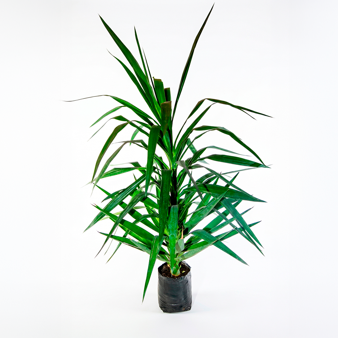 Yuca (Yucca elephantipes)