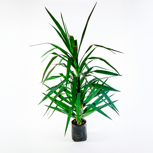 Yuca (Yucca elephantipes) en maceta