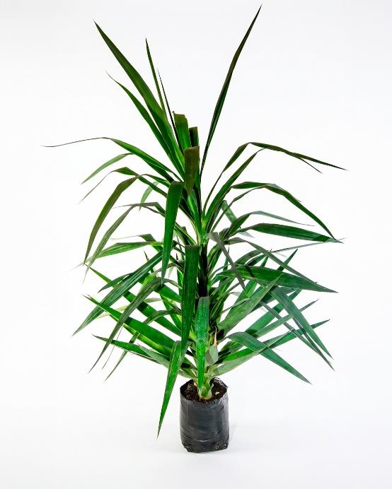 Yuca (Yucca elephantipes) planta arquitectónica interior resistente bajo mantenimiento – Jardín El Ingenio