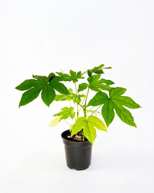 aralia schefflera arboricola Aralia (Schefflera arboricola) – Jardín El Ingenio