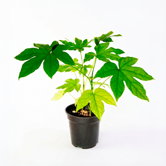 Aralia (Schefflera arboricola)