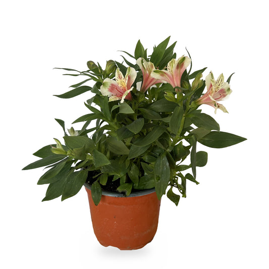 Astromelia blanca (Alstroemeria spp.) en maceta