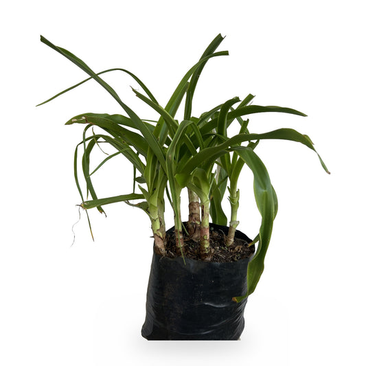 Azucena (Lilium candidum) en maceta
