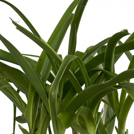 Azucena, detalle de la flor