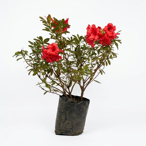 Rododendro (Rhododendron spp.)