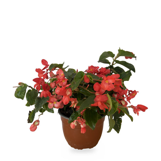 Begonia dragon roja (Begonia 'Dragon Wing') en maceta