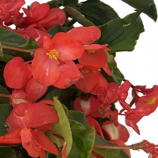 Begonia dragon roja, detalle de la flor