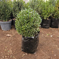 Boj (Buxus sempervirens) Nos volvimos locos!