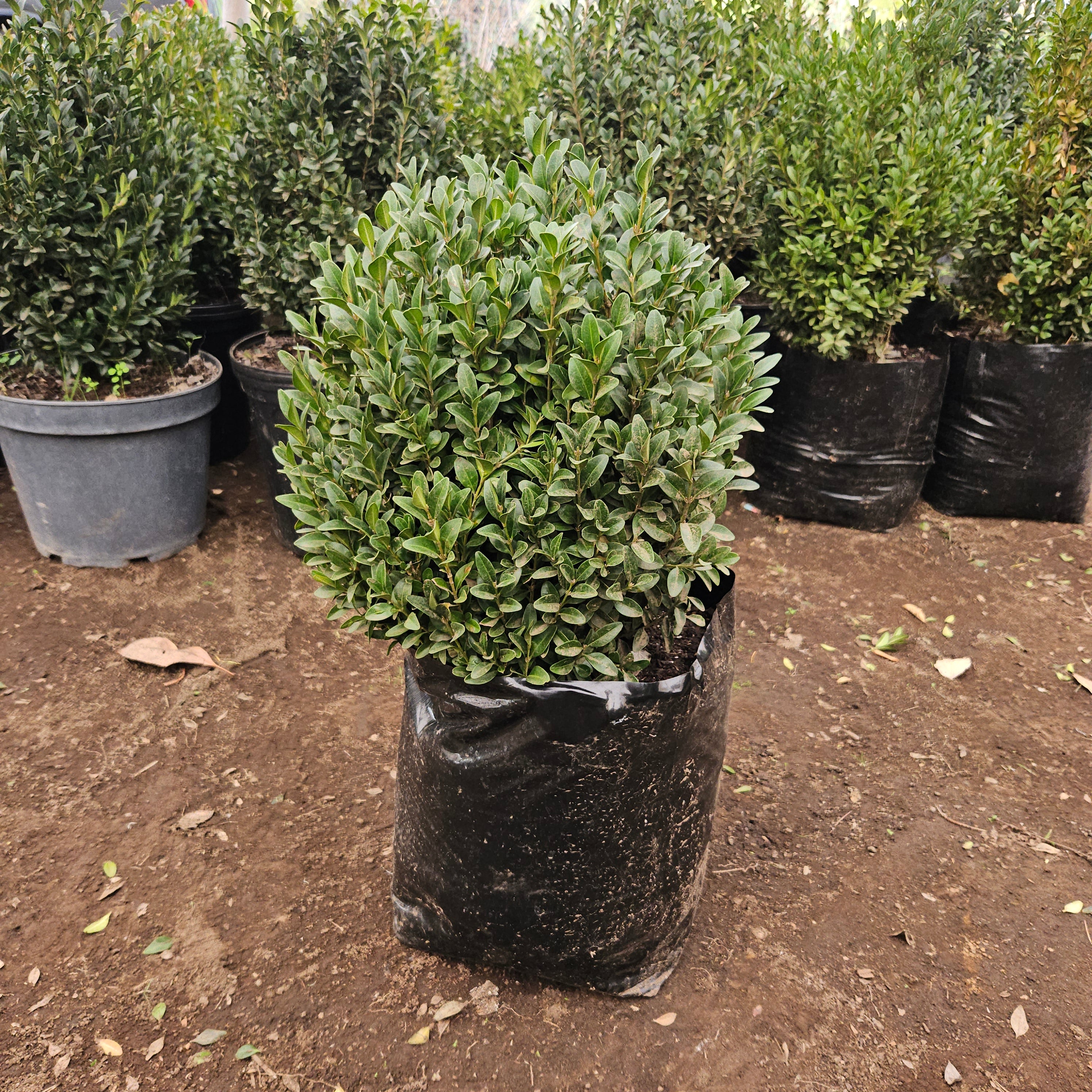 Boj (Buxus sempervirens) Nos volvimos locos!