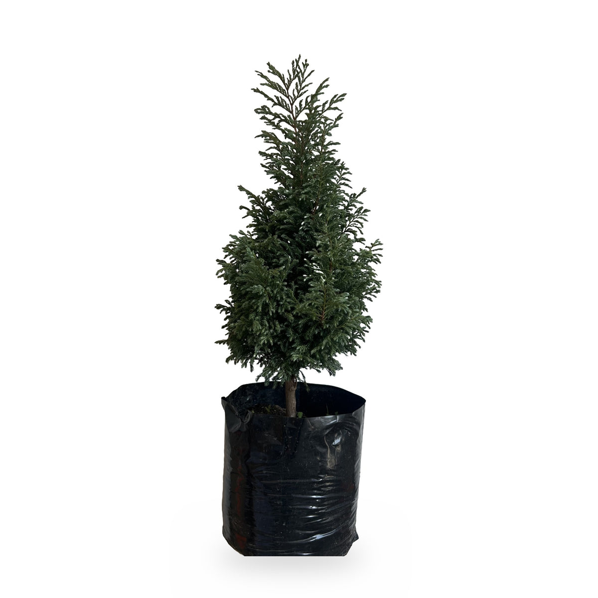 Ciprés Boulevard (Chamaecyparis pisifera 'Boulevard') en maceta