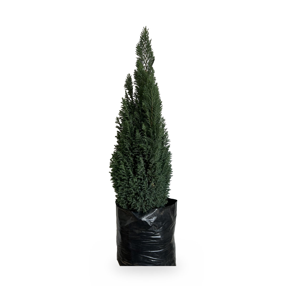 Ciprés Ellwoodi (Chamaecyparis lawsoniana 'Ellwoodii') en maceta