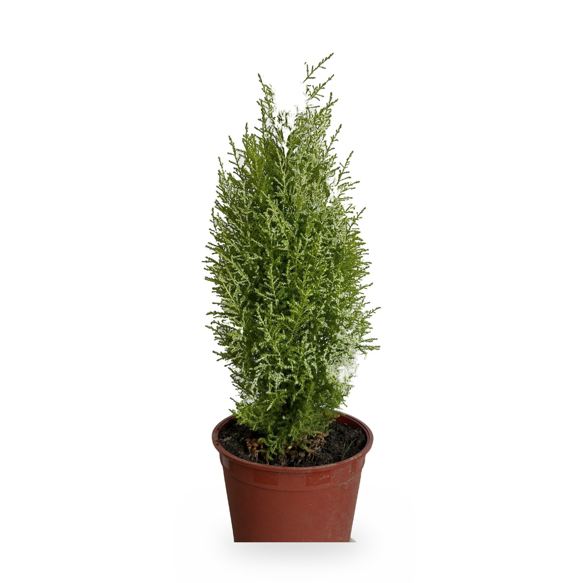 Ciprés Golden Crest (Cupressus macrocarpa 'Goldcrest') en maceta