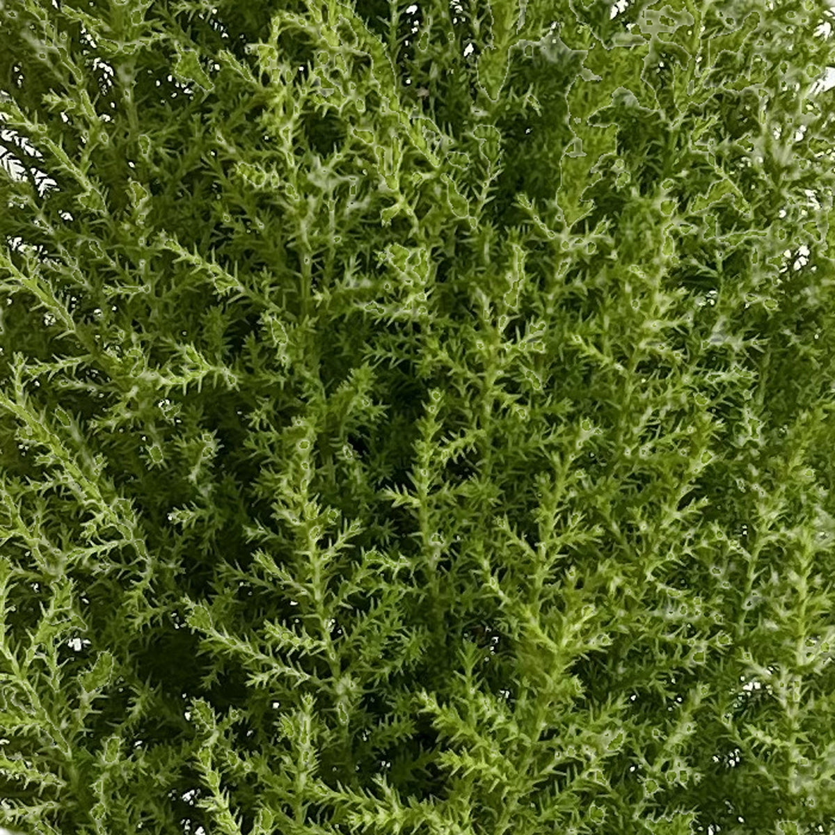 Ciprés Golden Crest (Cupressus macrocarpa 'Goldcrest'), detalle del follaje