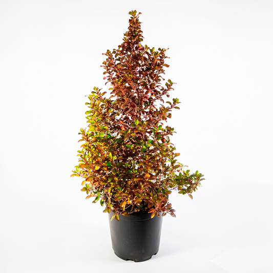Coprosma evening glow (Coprosma repens)