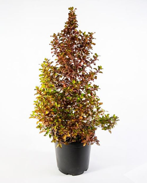 Coprosma evening glow arbusto exterior colorido — Jardín El Ingenio