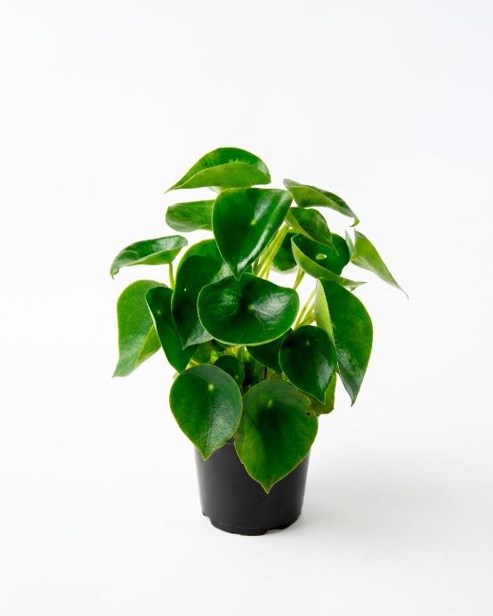 Peperomia cucharita (Peperomia obtusifolia)