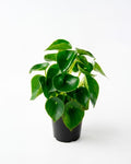 Peperomia cucharita (Peperomia obtusifolia) planta compacta interior escritorio fácil cuidado – Jardín El Ingenio