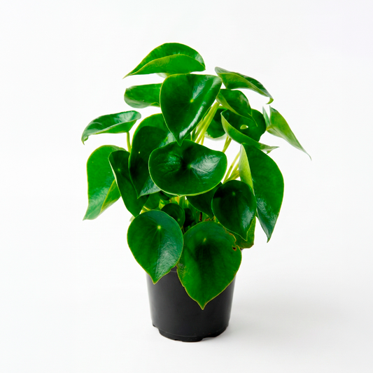 Peperomia cucharita (Peperomia obtusifolia)
