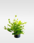 Diosma (Coleonema pulchrum) arbusto aromático exterior pequeño – Jardín El Ingenio