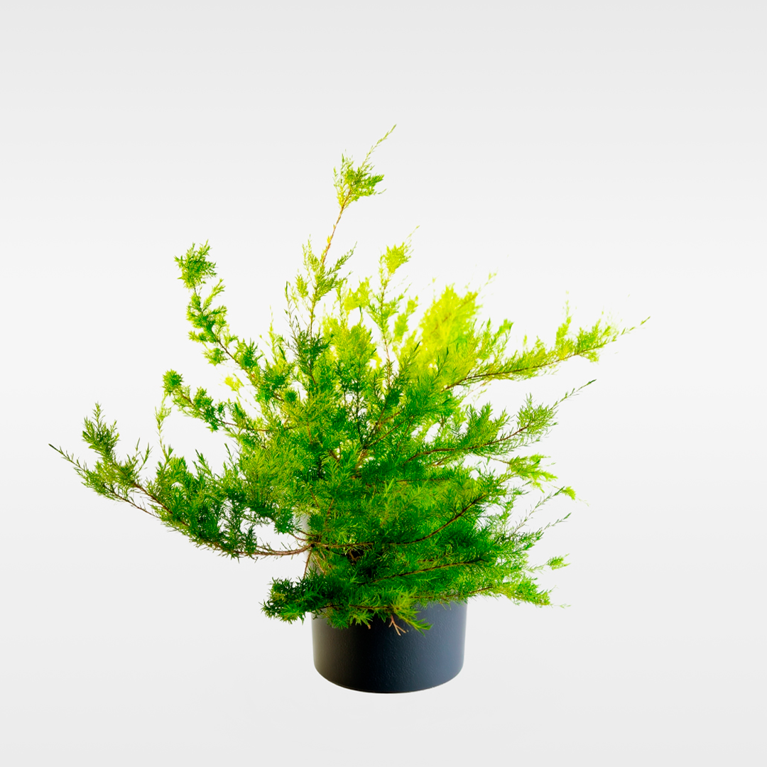 Diosma (Coleonema pulchrum)