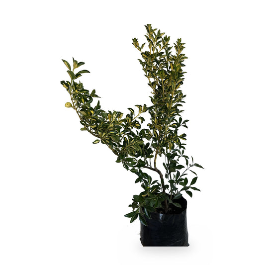 Euvonimo amarillo (Euonymus japonicus 'Aureomarginatus') en maceta