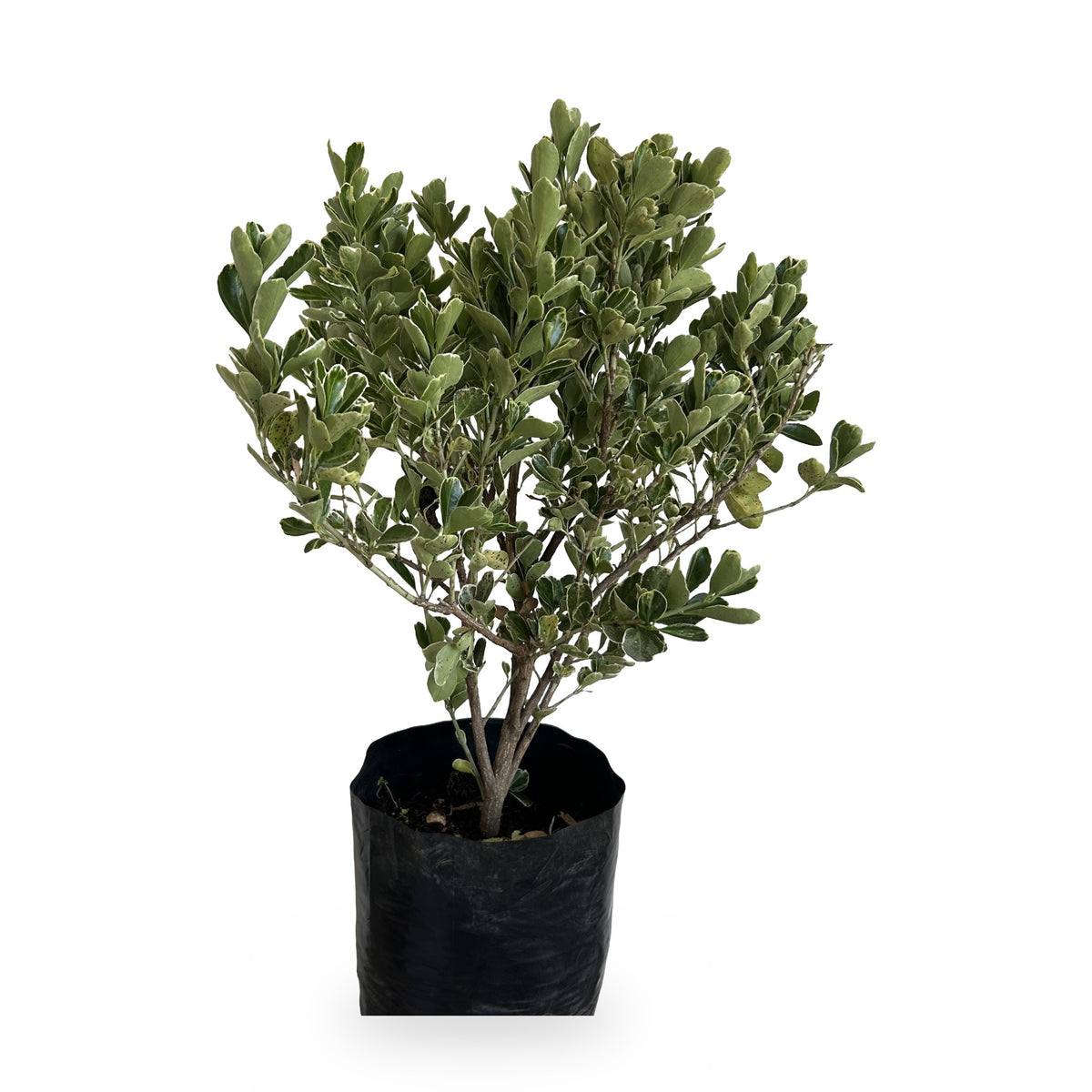 Euvonimo variegado (Euonymus japonicus 'Albomarginatus') en maceta
