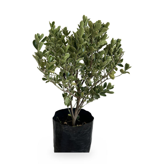 Euvonimo variegado (Euonymus japonicus 'Albomarginatus') en maceta