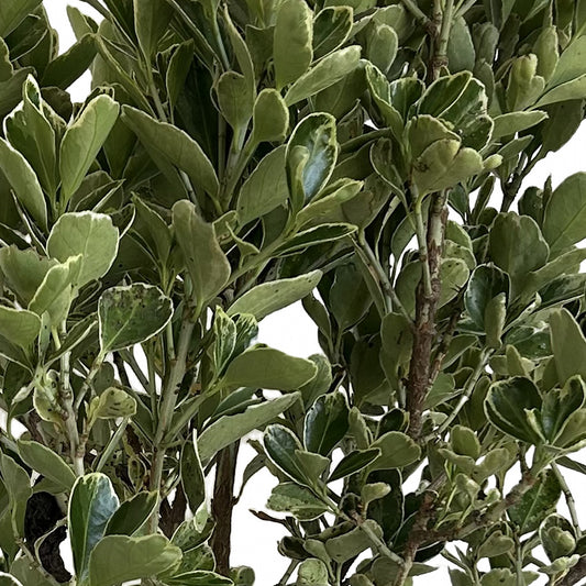 Euvonimo variegado (Euonymus japonicus 'Albomarginatus'), detalle del follaje