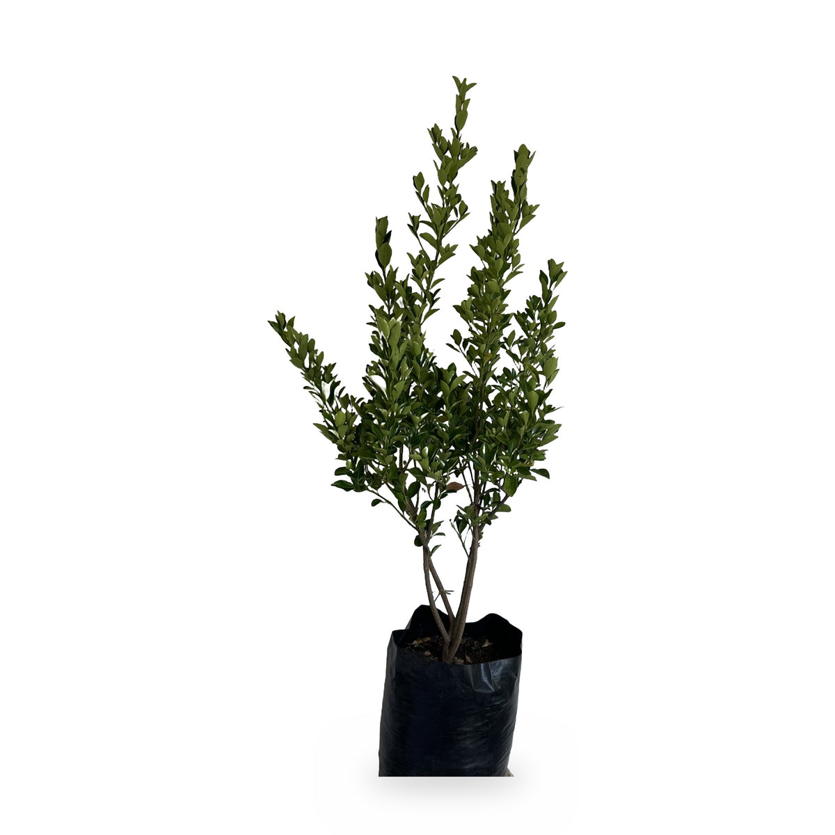 Euvonimo verde (Euonymus japonicus) en maceta