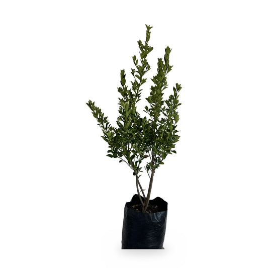 Euvonimo verde (Euonymus japonicus) en maceta