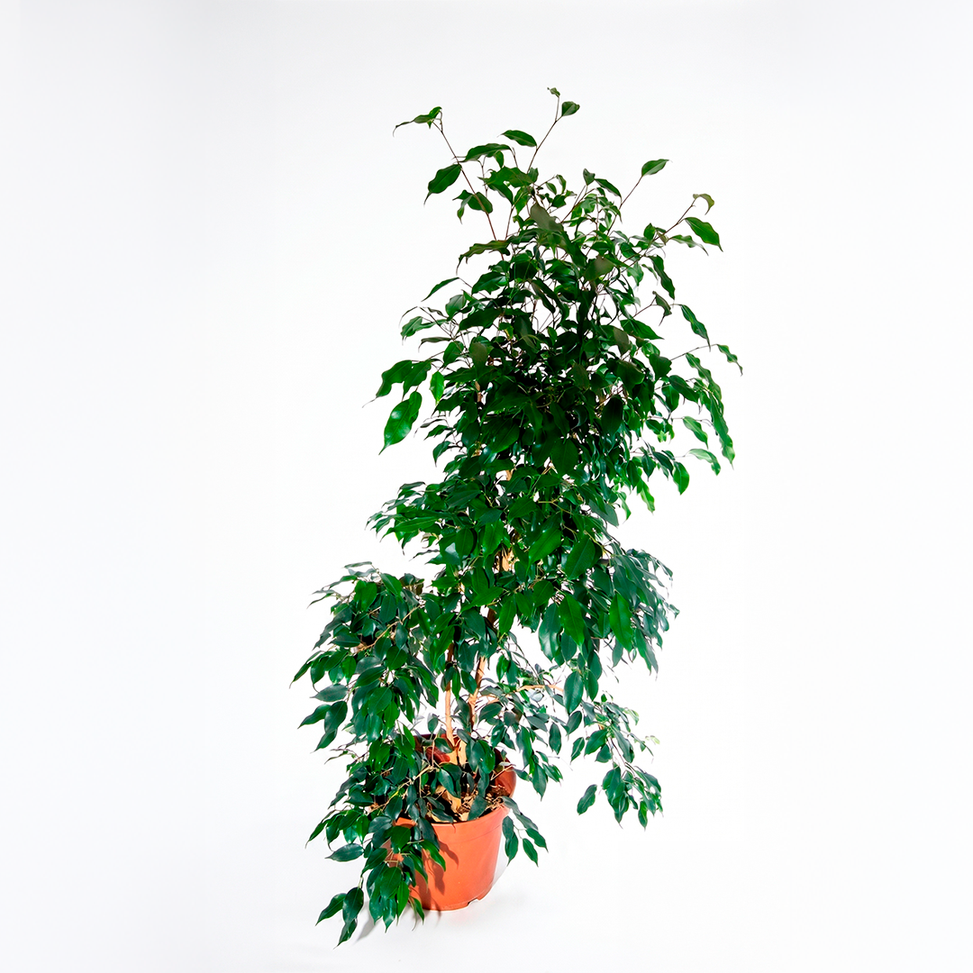 Ficus benjamina (Ficus benjamina)