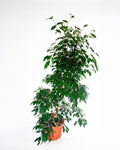 Ficus benjamina árbol de interior — Jardín El Ingenio