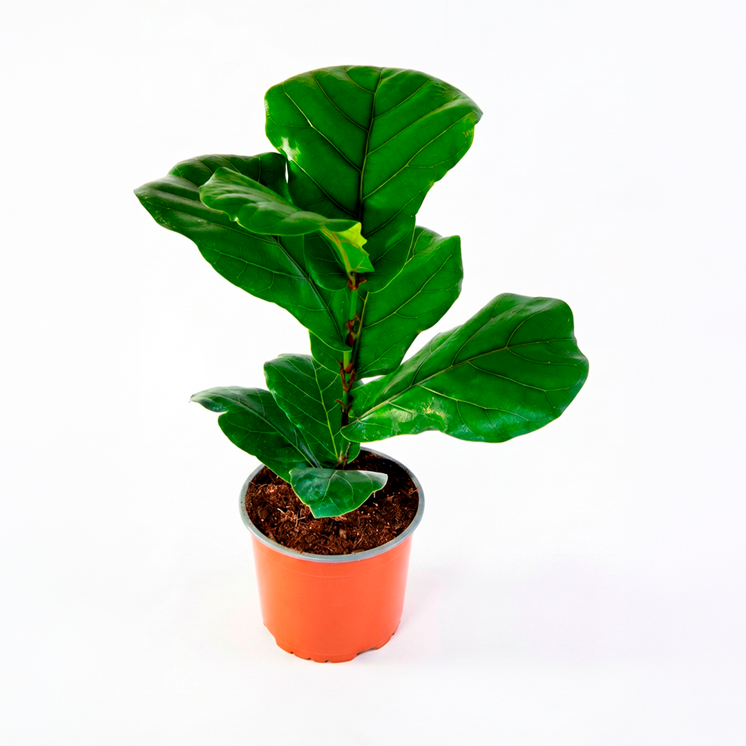 Ficus lyrata (Ficus lyrata warb)